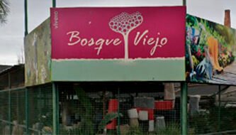 bosque viejo